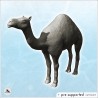 Camel (4)