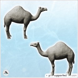 Camel (4)