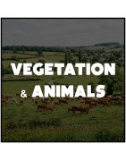 Vegetation & Animals